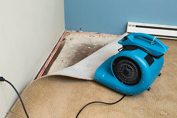 Trusted Little Flock, AR Water damage restoration Experts
